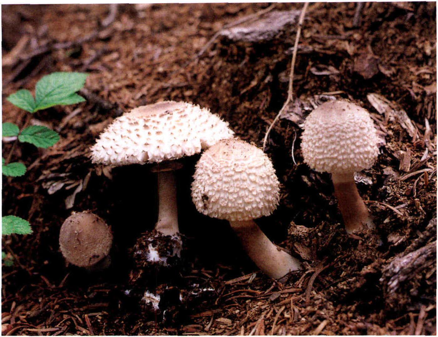 Macrolepiota rhacodes (Vitt.) Singer